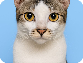Cat on Blue